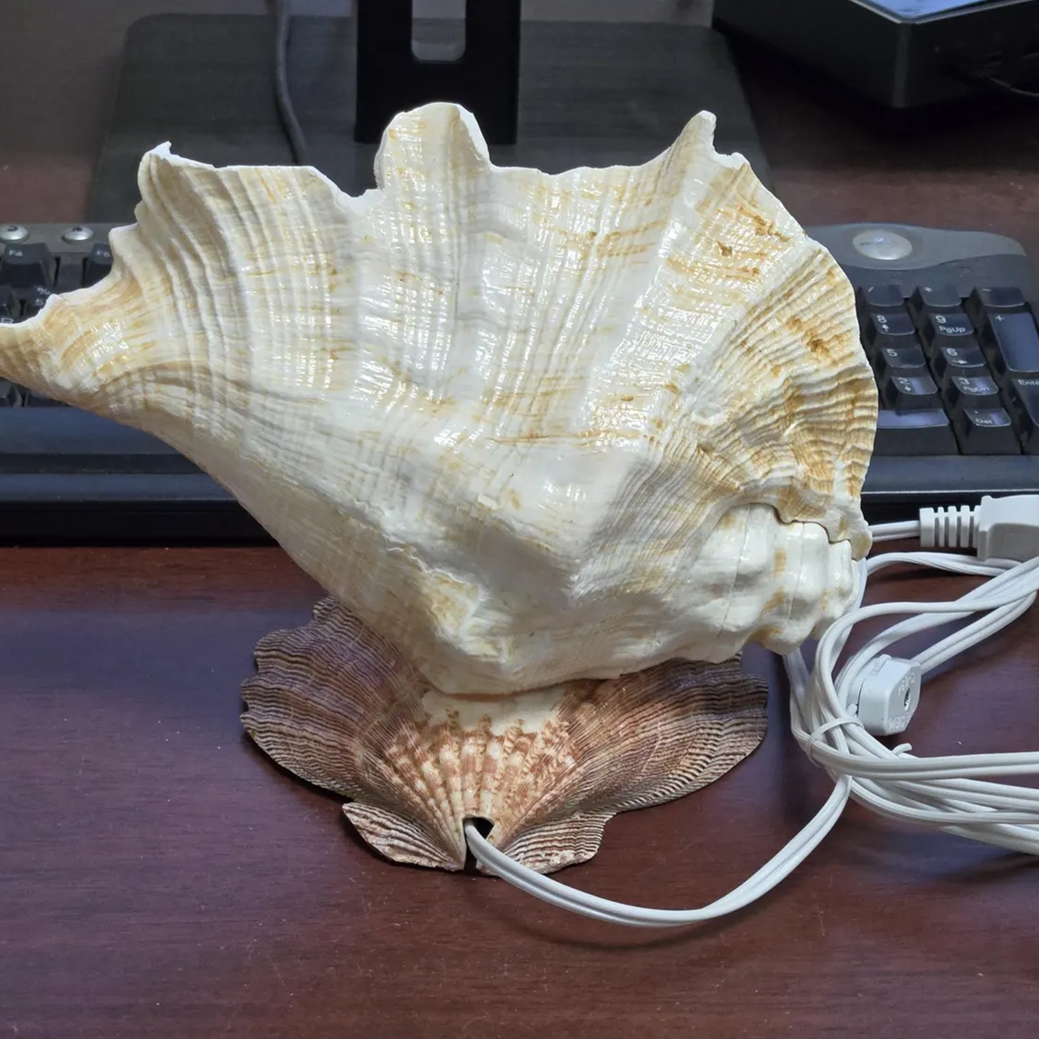 Nautical Conch Shell Table Night Light Coastal Style Accent Lamp